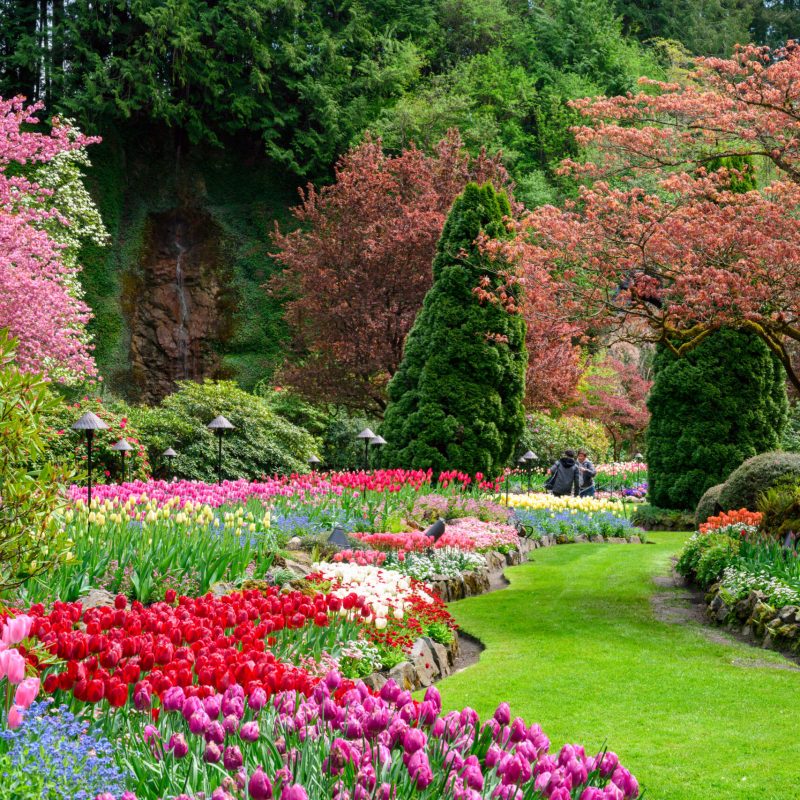 A closeup shot of blooming colorful tulip flowers in the park